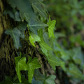 IMG_1475.webp