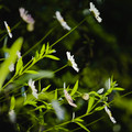 IMG_1486.webp