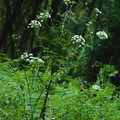 IMG_1528.webp