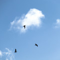 IMG_1767.webp