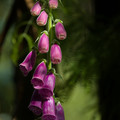 IMG_1839.webp