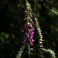 IMG_1852.webp