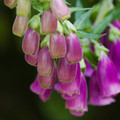 IMG_1863.webp